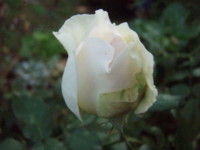 f:id:bluemoonbell:20101103062902j:image:left