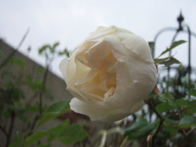 f:id:bluemoonbell:20101108065205j:image