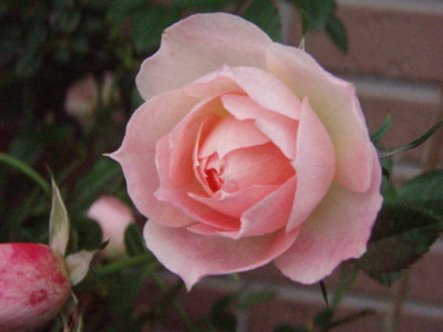f:id:bluemoonbell:20101108065528j:image