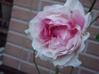 f:id:bluemoonbell:20101111061734j:image