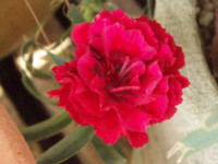 f:id:bluemoonbell:20101111133317j:image:left f:id:bluemoonbell:20101111133317j:image:left