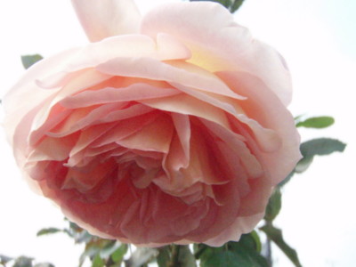 f:id:bluemoonbell:20101112120638j:image