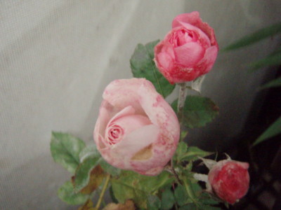f:id:bluemoonbell:20101112120738j:image