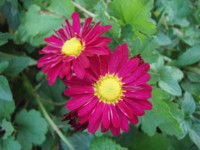 f:id:bluemoonbell:20101112151911j:image:left f:id:bluemoonbell:20101112151911j:image:left