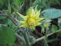 f:id:bluemoonbell:20101112151952j:image:left f:id:bluemoonbell:20101112151952j:image:left