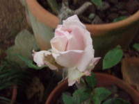 f:id:bluemoonbell:20101113103650j:image:left