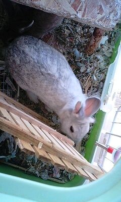 うちのうさこ