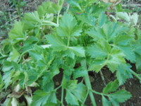 20110107080053