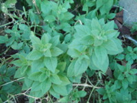 f:id:bluemoonbell:20110107080154j:image:right