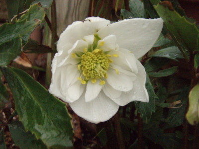 f:id:bluemoonbell:20110224081811j:image