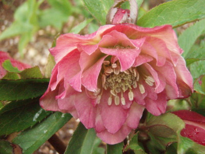 f:id:bluemoonbell:20110224081854j:image