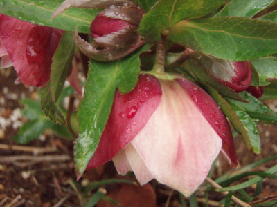 20110224081907