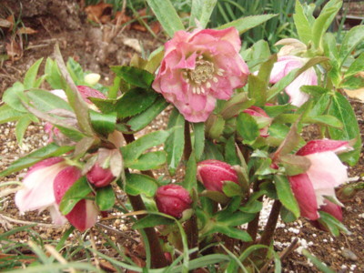 f:id:bluemoonbell:20110224081929j:image