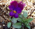 20110325125417