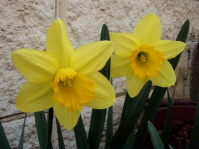 f:id:bluemoonbell:20110329162045j:image