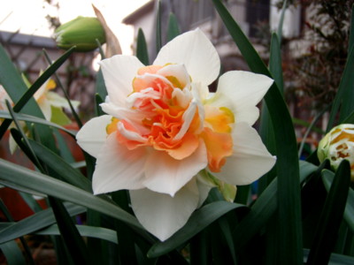 f:id:bluemoonbell:20110407055243j:image