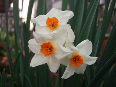 f:id:bluemoonbell:20110407055251j:image