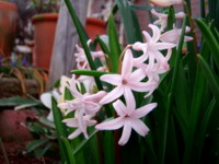 f:id:bluemoonbell:20110407055322j:image:left