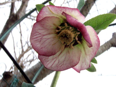 20110407055407