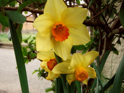 f:id:bluemoonbell:20110410064455j:image