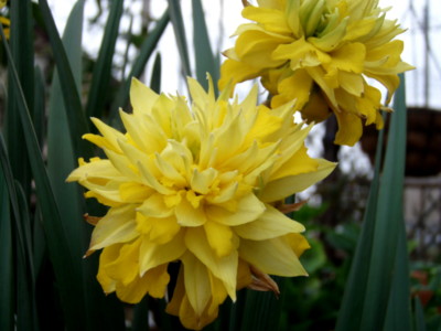 f:id:bluemoonbell:20110410064613j:image