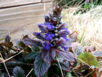 f:id:bluemoonbell:20110410064857j:image:left