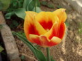 20110416153909