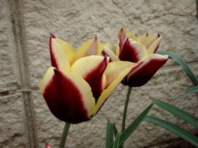 f:id:bluemoonbell:20110416153958j:image