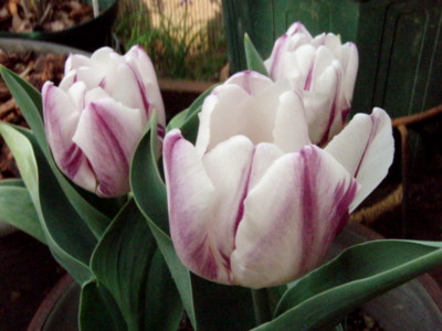 f:id:bluemoonbell:20110416154025j:image