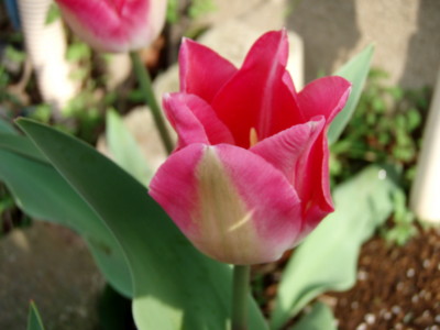 f:id:bluemoonbell:20110416154403j:image