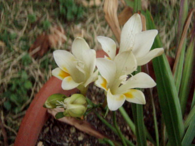 f:id:bluemoonbell:20110416155454j:image