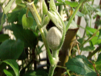 f:id:bluemoonbell:20110416155541j:image