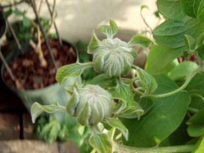 f:id:bluemoonbell:20110416155549j:image