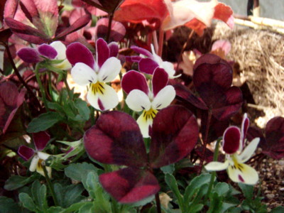 f:id:bluemoonbell:20110420125934j:image