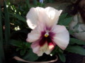 20110425074115