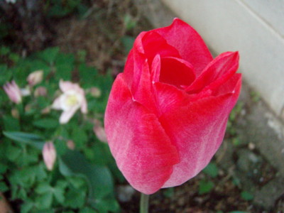 f:id:bluemoonbell:20110426054700j:image