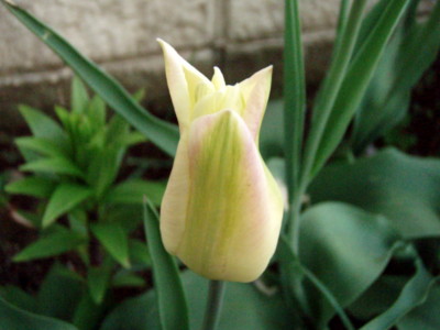 f:id:bluemoonbell:20110426054751j:image
