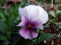 20110426054911