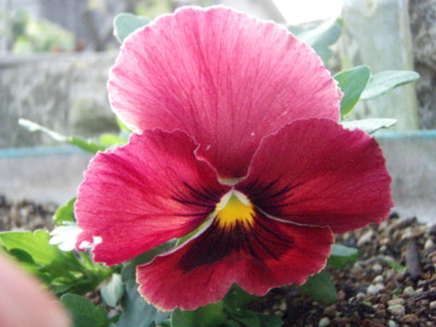 f:id:bluemoonbell:20110426054945j:image