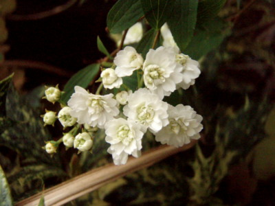f:id:bluemoonbell:20110503063531j:image:w360:left