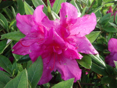 f:id:bluemoonbell:20110504062936j:image