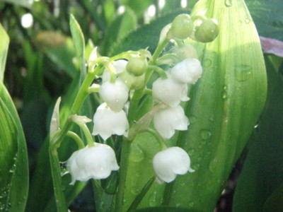 f:id:bluemoonbell:20110504063002j:image