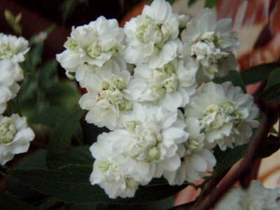 f:id:bluemoonbell:20110506141517j:image