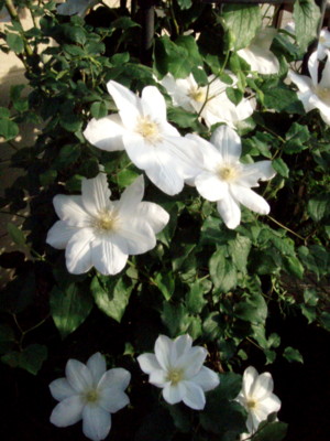 f:id:bluemoonbell:20110514164005j:image