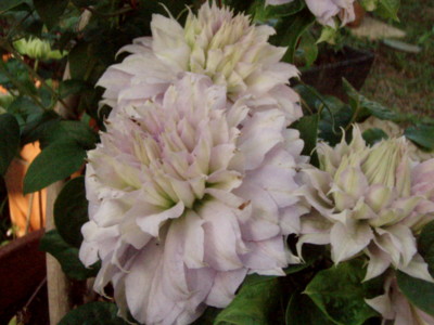 f:id:bluemoonbell:20110514164203j:image