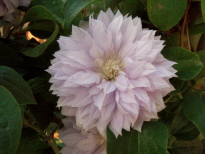 f:id:bluemoonbell:20110514164217j:image