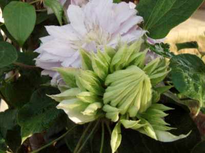 f:id:bluemoonbell:20110514164227j:image