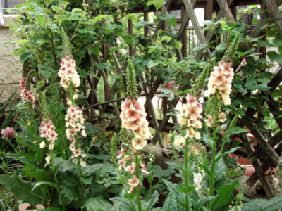 f:id:bluemoonbell:20110517052201j:image