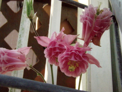 f:id:bluemoonbell:20110518070642j:image