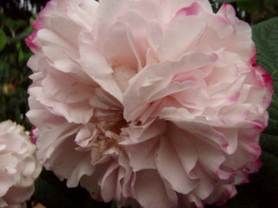 f:id:bluemoonbell:20110523054041j:image